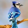 BlueJay avatar