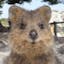 BoredQuokka avatar